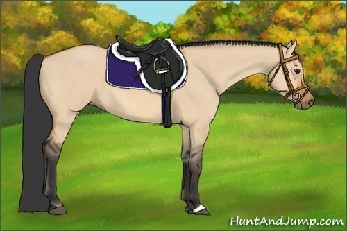 Horse Color:Bay Dun