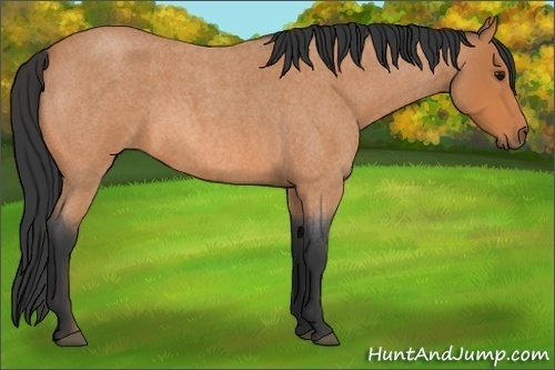 Horse Color: Bay Roan 