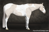 Horse Color:Classic Champagne Roan Dun Splash Tobiano 