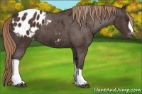 Horse Color:Liver Chestnut Blanket 