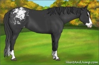 Horse Color:Black Splash Appaloosa 
