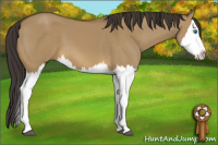 Horse Color:Buckskin Dun Sabino Splash