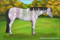 Horse Color:Grullo Ice Sabino 