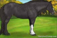 Horse Color:Liver Chestnut Appaloosa 