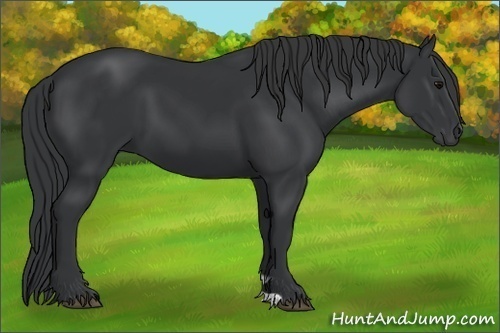 Horse Color: Black 
