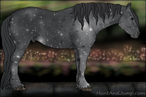 Horse Color: Black 