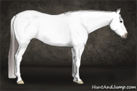Horse Color:Gray Bay Roan Splash Leopard 