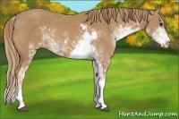 Horse Color:Chestnut Sabino 