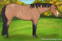 Horse Color:Bay Roan Splash 