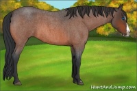 Horse Color:Bay Roan Splash 