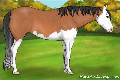 Horse Color: Bay Roan Splash 