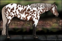 Horse Color:Gray Silver Bay Near Leopard 
