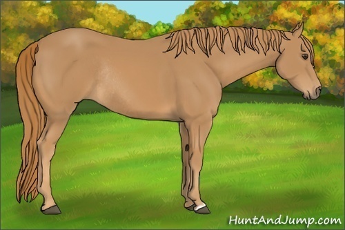 Horse Color:Chestnut Rabicano 