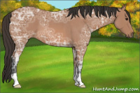 Horse Color:Bay Ice Roan 