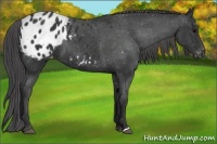 Horse Color:Black Blanket 