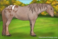 Horse Color:Chestnut Appaloosa 