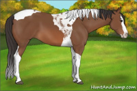 Horse Color:Bay Splash Tobiano