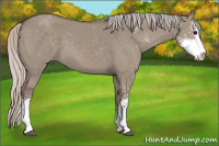 Horse Color:Silver Grullo Sabino 