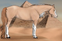 Horse Color:Gold Champagne Splash Tobiano 