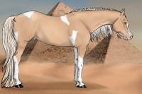 Horse Color:Gold Champagne Splash Tobiano 