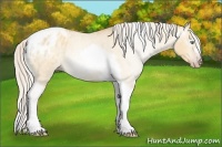 Horse Color:Gray Silver Amber Cream Champagne Roan Dun Splash Tobiano Frame Blanket Rabicano 