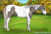 Horse Color:Silver Black Sabino Tobiano 