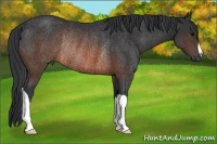 Horse Color:Brown Rabicano 