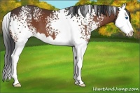 Horse Color:White Spotted Bay Splash 