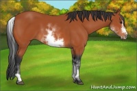 Horse Color:White Spotted Bay Frame 