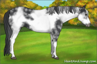 Horse Color:White Spotted Black Frame 