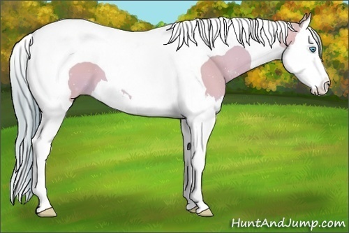 Horse Color: Watercolor Perlino Splash Tobiano 