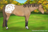 Horse Color:Buckskin Blanket 