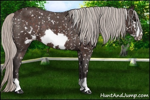 Horse Color: Silver Brown Frame Snowflake Varnish 