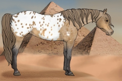 Horse Color:Buckskin Blanket