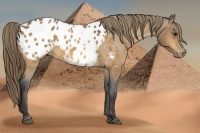 Horse Color:Buckskin Appaloosa