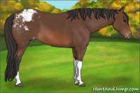 Horse Color:Bay Tobiano Snowcap 