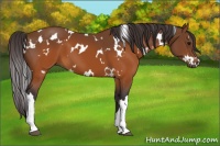 Horse Color:White Spotted Buckskin 