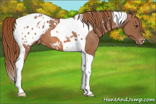 Horse Color: Chestnut Tobiano Blanket 