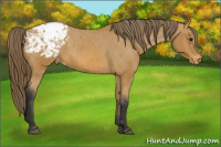 Horse Color:Buckskin Sabino Blanket 