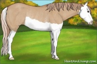 Horse Color:Red Dun Splash Rabicano 