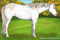 Horse Color:Smoky Creme Splash 