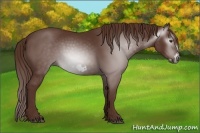 Horse Color:Gray Chestnut Frame 