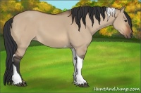 Horse Color:Bay Dun Tobiano 