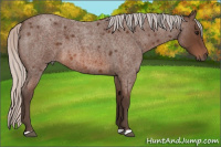 Horse Color:Silver Brown Roan 