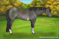 Horse Color:Black Sabino Tobiano 