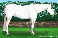 Horse Color:Bay Roan Dun Splash Appaloosa Rabicano