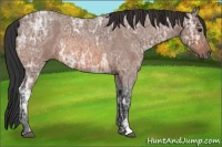 Horse Color:Bay Ice Roan 