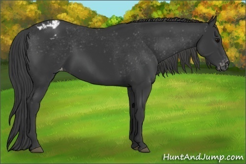 Horse Color: Black Varnish Rabicano 