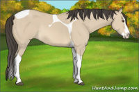 Horse Color:Buckskin Dun Splash Tobiano Rabicano 