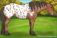 Horse Color:Bay Appaloosa 